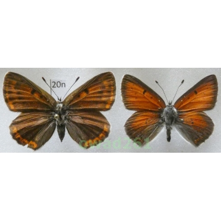 Lycaena hippothoe (Linnaeus, 1761) pair Czech20n